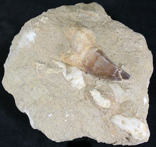 Mosasaur (Prognathodon) Tooth In Matrix #24342